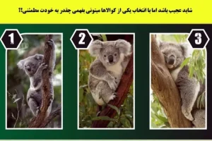تست شخصیت کوالای خسته | چقدر میشه روت حساب کرد؟ یک کوالا انتخاب کن