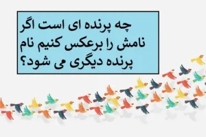 چیستان روز | چه پرنده ای است اگر نامش را برعکس کنیم نام پرنده دیگری می شود؟