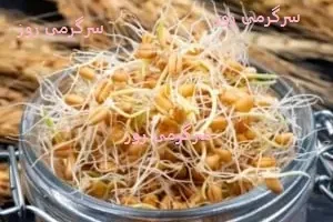 این جوانه سرشار از ویتامین درمان تضمینی قند خون، کلسترول و تری گلیسیرید است