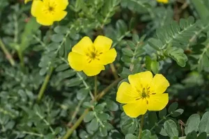 کاهش قند خون و کلسترول و درمان قطعی سنگ کلیه با عرق این گیاه