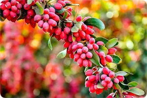 با خوردن این میوه سرشار از ویتامین C کبدتو صفرشویی کن
