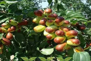 تا فصل این میوه تموم نشده دست بجنبون | درمان تضمینی قند خون و فشار خون با مصرف این میوه