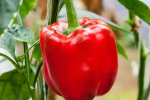 این صیفی 3 برابر پرتقال ویتامین c و سرشار از ویتامین B6 ،K1 ، E،A و پتاسیم است
