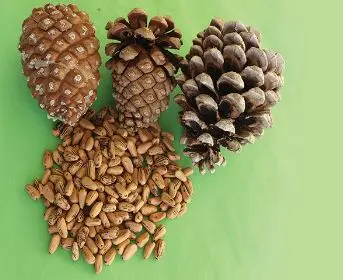 افزایش قوای جنسی و قاتل فشار خون در سه روز | مصرف این خشکبار به طور مدام فشار خون و درمان میکند