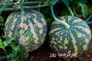 این گیاه درمان قطعی بیماری سرع و دیابت و سنگ کلیه است