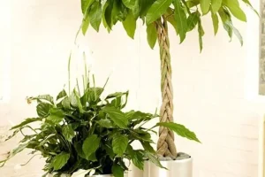 داشتن یکی از این گیاهان در خانه کلی ثروت و خوش شانسی میاره