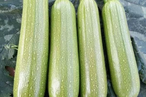 خوردن این صیفی همه کمبودها و ویتامین های بدن را جبران می کند