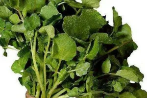 این سبزی باستانی با طعم تند و فلفلی بیشترین ویتامین A و C را دارد