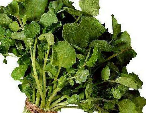 این سبزی باستانی با طعم تند و فلفلی بیشترین ویتامین A و C را دارد