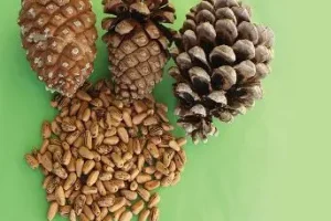 تقویت سلامت مغز و جلوگیری از دیابت و بهبود سطح قند خون با چلغوز