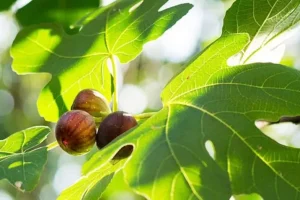 با مصرف برگ این میوه قند خون را کاهش و بدن را سم زدایی کنید