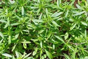 این سبزی دم دستی و ارزان برای تقویت کلیه و کبد، مو، پیشگیری از هر نوع بیماری مفید است