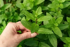 این گیاه معطر نسخه شفا بخش آلزایمر است