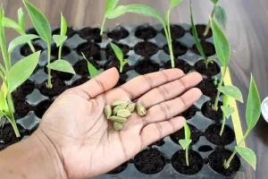 آموزش کاشت هل در گلدان در خانه + روش نگهداری