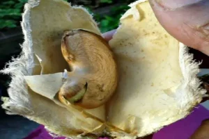 آموزش کاشت هسته انبه در گلدان