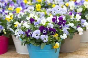آموزش کاشت گل بنفشه برای عید