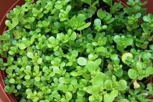 آموزش کاشت خرفه در گلدان + نحوه نگهداری
