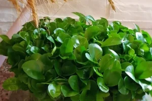 آموزش کاشت سبزه پرتقال در آب + زمان کاشت و نگهداری آن