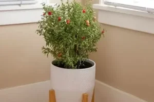 آموزش کاشت سبزه انار برای عید