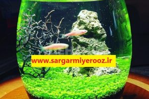 آموزش کاشت سبزه در تنگ ماهی