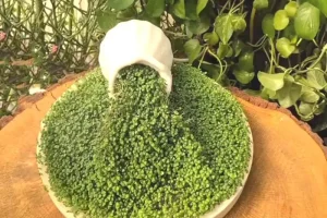 آموزش کاشت سبزه کنجد برای عید