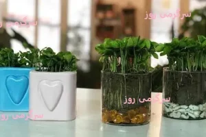 آموزش کاشت سبزه لیمو ترش برای عید نوروز