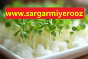 آموزش کاشت سبزه با پنبه برای عید نوروز