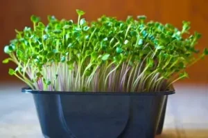 آموزش کاشت سبزه تخم کدو برای عید نوروز