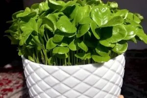 آموزش کاشت سبزه پرتقال برای عید