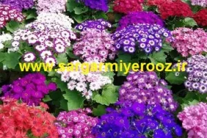 آموزش کاشت و نگهداری گل سینره برای عید نوروز