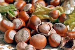 این مغز پر خاصیت باعث کاهش کلسترول و بهبود سلامت قلب