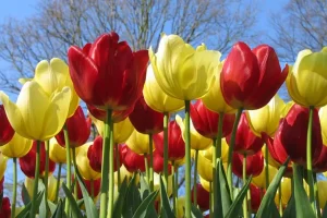 آموزش کاشت گل لاله برای عید | بهترین زمان کاشت گل لاله و روش نگهداری