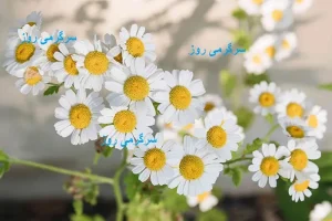 خواص شفا بخش و شگفت انگیز بابونه و دمنوش آن