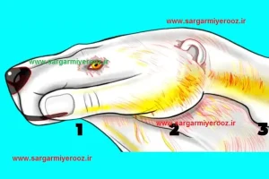 اولین چیزی که ببینید بزرگترین خیانت زندگیتو رو میکنه | تست شخصیت شناسی