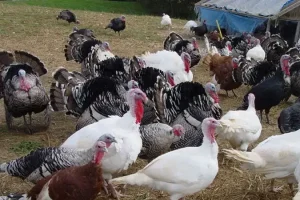 گوشت این پرنده برای مصرف روزانه هیچ هورمون خطرناکی ندارد + شش برابر میگو هم فسفر دارد