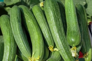درمان این بیماری شایع با تلخی ته خیار