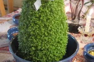 آموزش کاشت سبزه عید روی کوزه