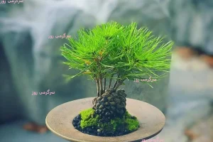 آموزش کاشت سبزه عید نوروز با لپه