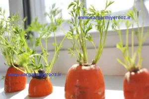 آموزش کاشت سبزه هویج برای عید نوروز