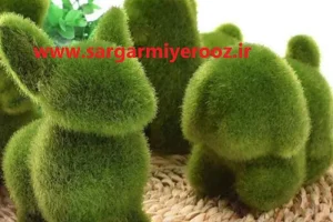 آموزش کاشت سبزه شبدر برای عید نوروز