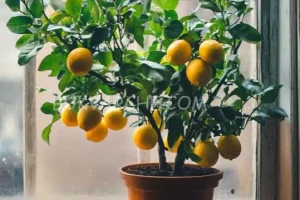 کاشت و پرورش درخت لیمو در خانه با استفاده از نوشابه معمولی/ آسان و سریع!