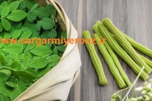 خواص جادویی گیاه مورینگا برای سلامتی | منبع انواع آنتی اکسیدان و تنظیم کننده قند خون