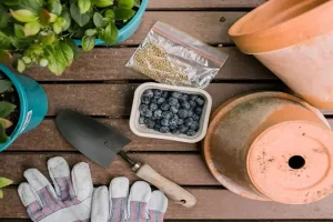آموزش کاشت بلوبری در گلدان +روش نگهداری