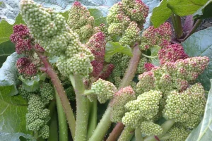 این سبزی بهاره برای کنترل قند خون درمان کبد چرب است