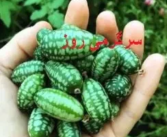 روغن این میوه معجزه هایی میکنه که فکرشم نمیکنی | رفع پوسیدگی دندان، درمان درد عصبی و بواسیر با این روغن ساده