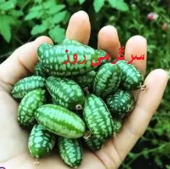 روغن این میوه معجزه هایی میکنه که فکرشم نمیکنی | رفع پوسیدگی دندان، درمان درد عصبی و بواسیر با این روغن ساده