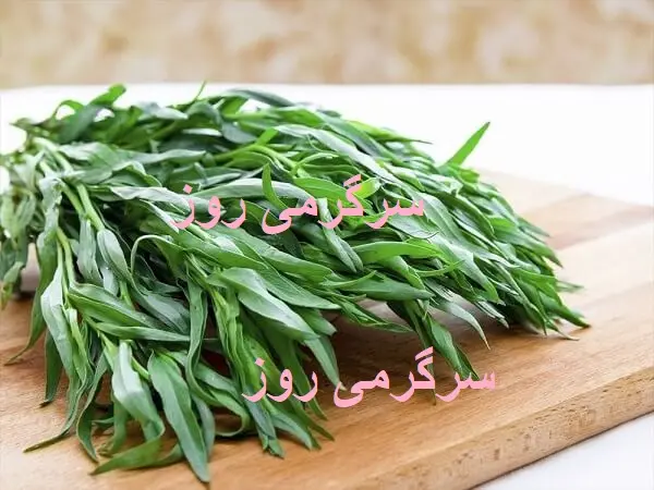 ترخون خشک و خاصیت ضدباکتریایی قوی آن در رفع بوی بد دهان