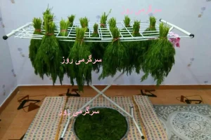 یک عمر اشتباهی سبزی خشک می کردیم | روش درست خشک کردن سبزی در یک چشم بهم زدن