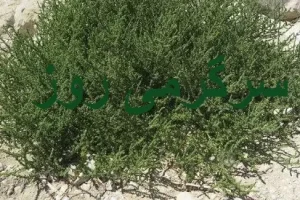 این گیاه معجزه‌آسا هدیه بهار به زمین های کویری است / پاک‌کننده قوی کبد و کلیه‌هاو کاهنده قند خون و فشار خون