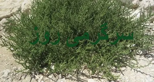 این گیاه معجزهآسا هدیه بهار به زمین های کویری است / پاککننده قوی کبد و کلیههاو کاهنده قند خون و فشار خون